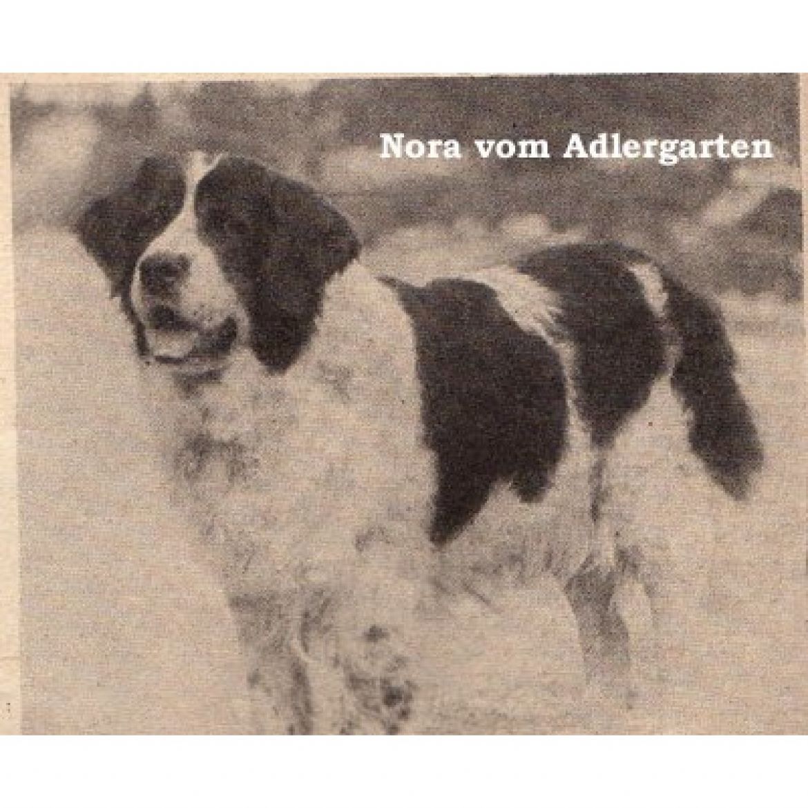 T Nora v. Adlergarten (07-06-1917)